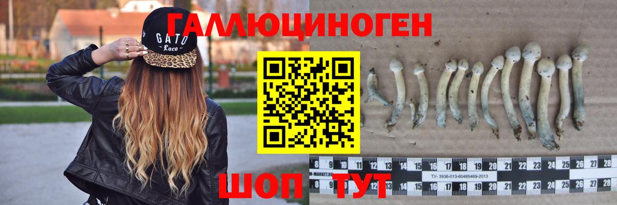 Усть-Кут  Галлюциногенные грибы Cubensis  Вход с VPN 